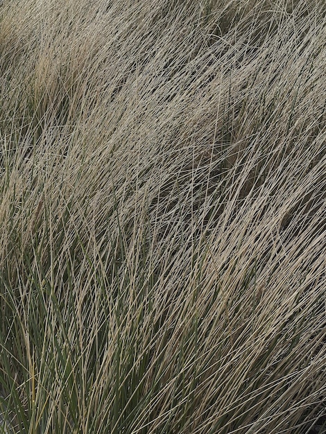 Foto grama seca à beira-mar paisagem de fundo com grama seca