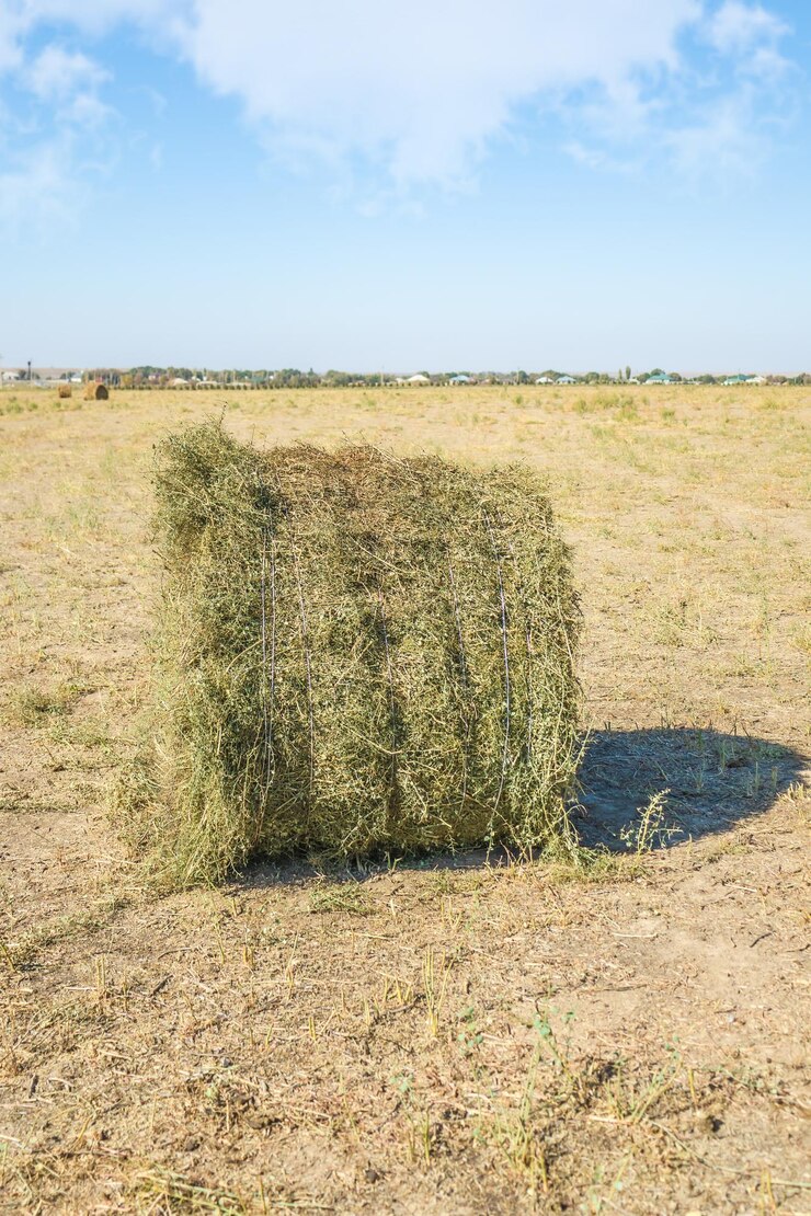 Foto grama seca camelos espinhos coletados em um rolo seca falta de grama para forragem