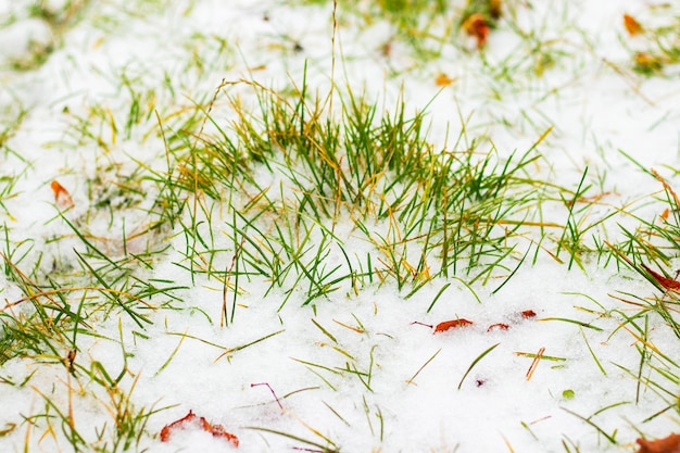 Grama seca coberta de neve e folhas secas, fundo de inverno