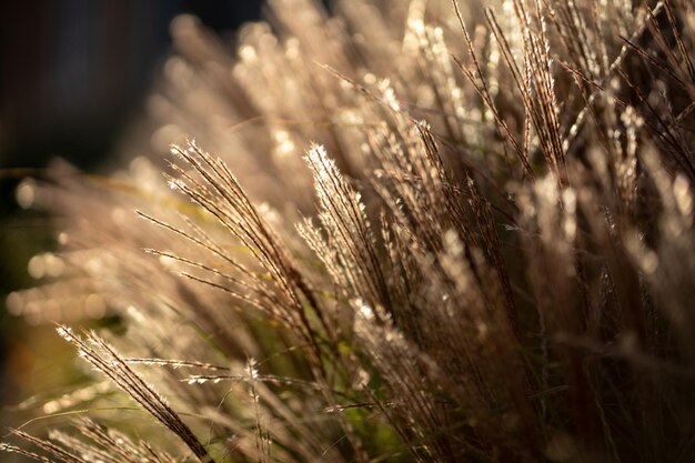 Foto grama seca de pampas ao pôr-do-sol planta de luz cortaderia selloana foco suave juncos secos fofos