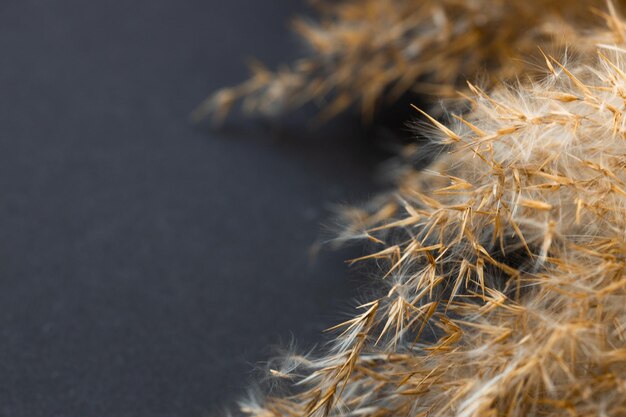 Grama seca dos pampas no fundo preto Conceito de tendência elegante mínimo