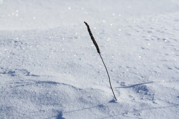 Grama seca em um prado coberto de neve em um dia ensolarado de inverno.