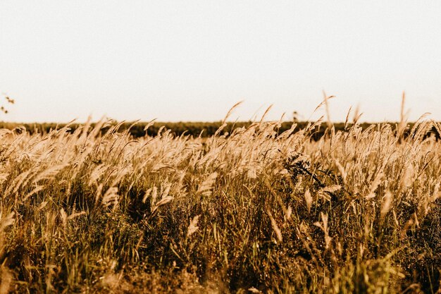 Foto grama seca em um prado no campo foto