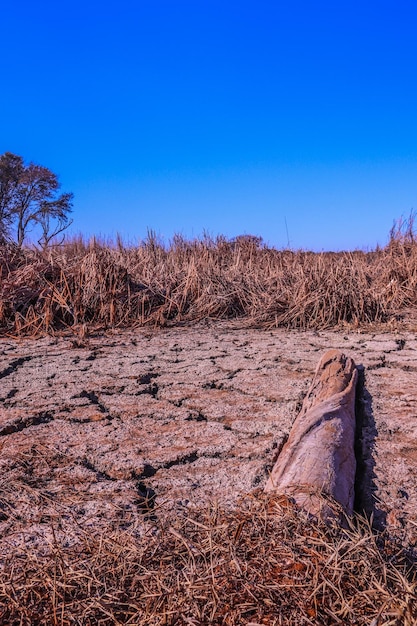 Grama seca no campo contra um céu azul claro