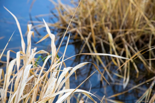 Grama seca no fundo da água do lago azul, imagem de fundo do outono, perto da planta seca e morta
