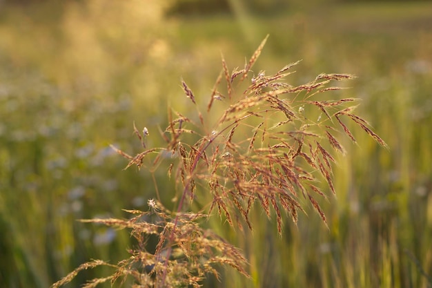 grama selvagem de verão na luz do sol com close-up