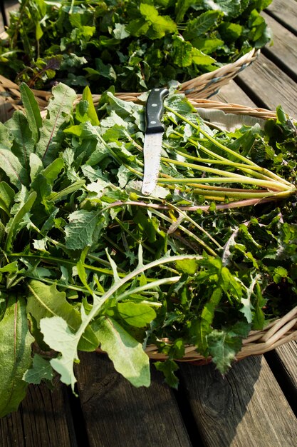 Grama selvagem para uso alimentar