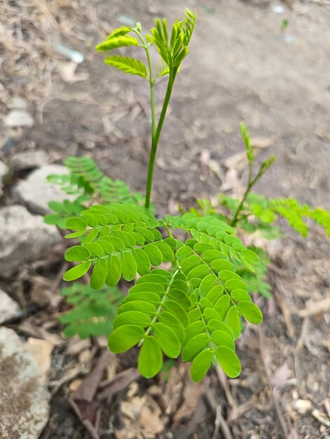 Grama selvagem verde crescendo no chão