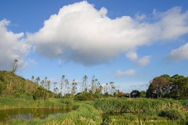 Grama sob o céu azul e nuvens brancas