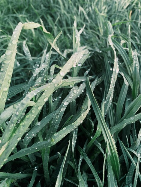 Grama verde após a chuva Detalhes de gotas de água