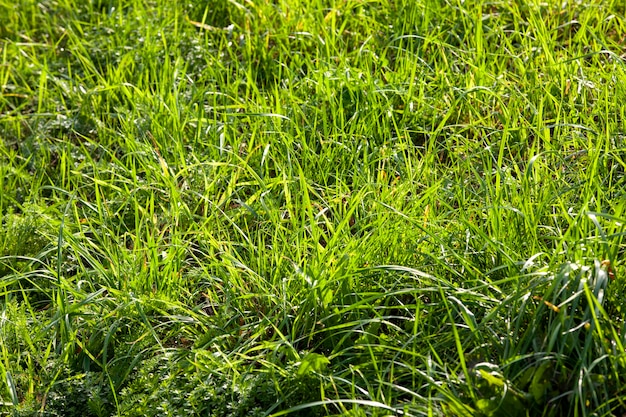 Grama verde baixa em um dia ensolarado no verão