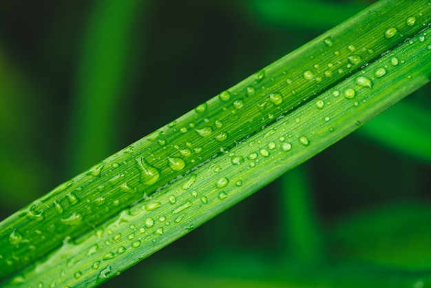 Grama verde brilhante vívida bonita com close-up das gotas de orvalho com espaço da cópia. Vegetação pura, agradável e agradável com gotas de chuva à luz do sol em macro.