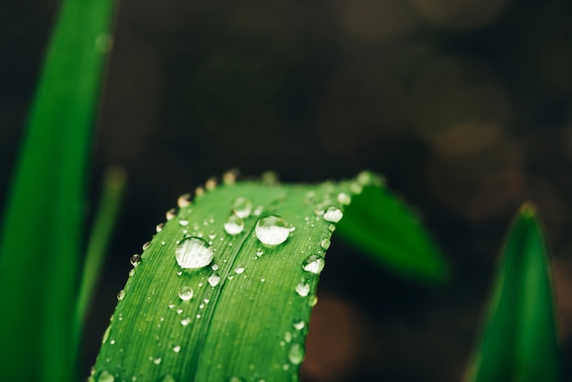 Grama verde brilhante vívida bonita com close-up das gotas de orvalho com espaço da cópia. Vegetação pura, agradável e agradável com gotas de chuva à luz do sol em macro.