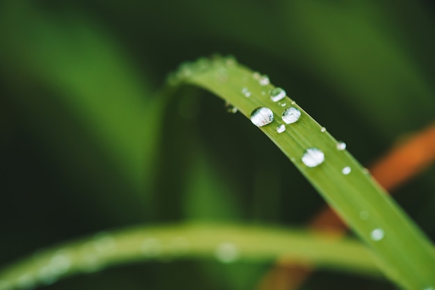 Grama verde brilhante vívida bonita com gotas de orvalho