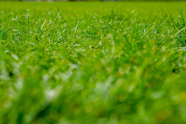 Grama verde closeup grama verde suculenta no parque