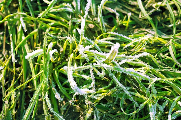 Foto grama verde coberta de gelo