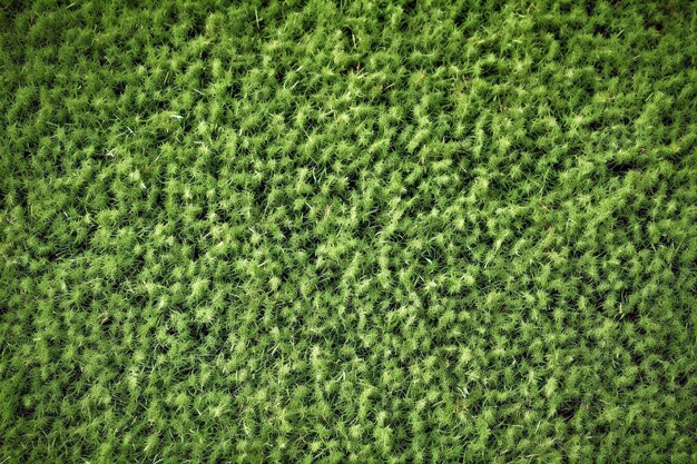 grama verde com cortes de grama