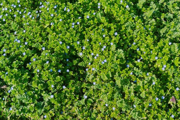 Grama verde com flores azuis minúsculas fundo vista superior gramado verde natural Flatly Primavera Ervas Botânica Flora Floral Bloom Blooming Blossom Frescura Ao Ar Livre Temporada Gramado Muitos Frescura