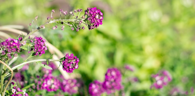 Grama verde com flores sobre fundo ensolarado. Flores de violeta allicium em uma folhagem verde. Conceito de tinta brilhante de verão