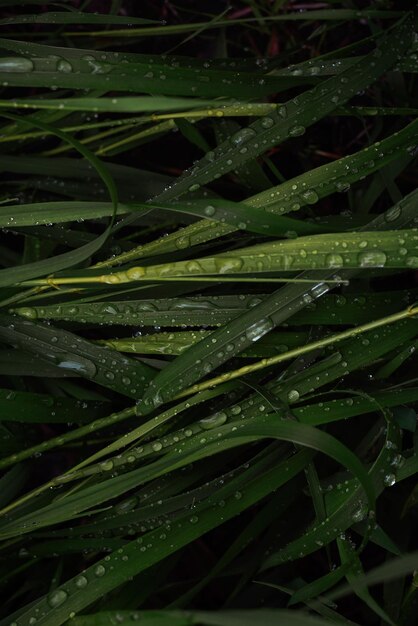 Grama verde com fundo de pingos de chuva vista superior