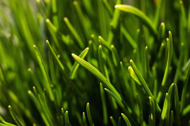 Grama verde com fundo de primavera de foco suave