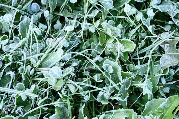 grama verde com geada matinal no jardim, grama congelada com geada no prado ao nascer do sol