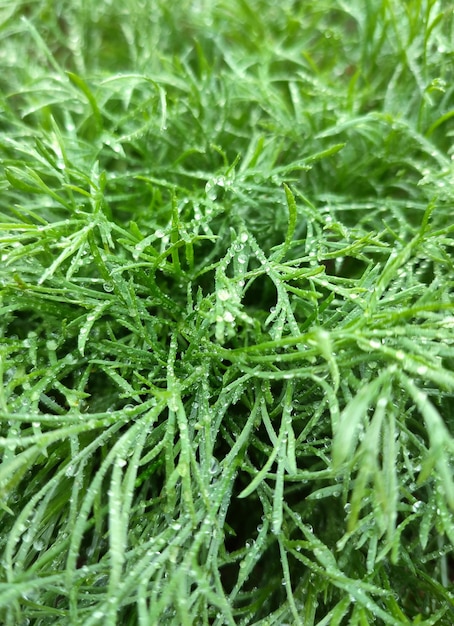 Grama verde com gotas de água após a chuva