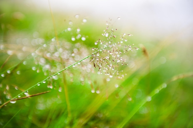 Grama verde com gotas de água durante a chuva. Imagem macro, profundidade de campo rasa.