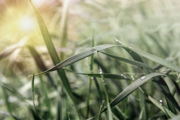 Grama verde com gotas de orvalho, fundo de verão, prado de grama verde pela manhã