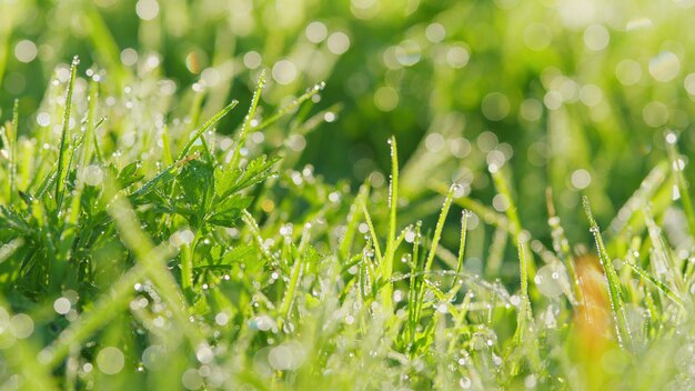 Grama verde com gotas de orvalho no topo de folhas de grama brilhando à luz do sol na natureza