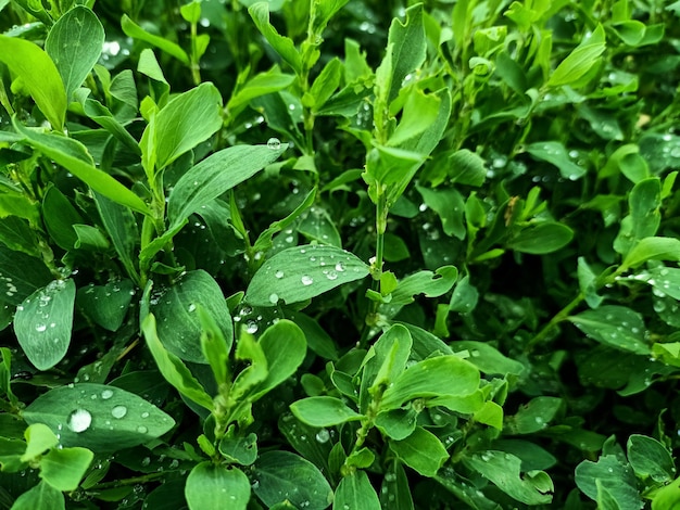Grama verde com orvalho knotweed prostrado. Planta medicinal Polygonum aviculare.