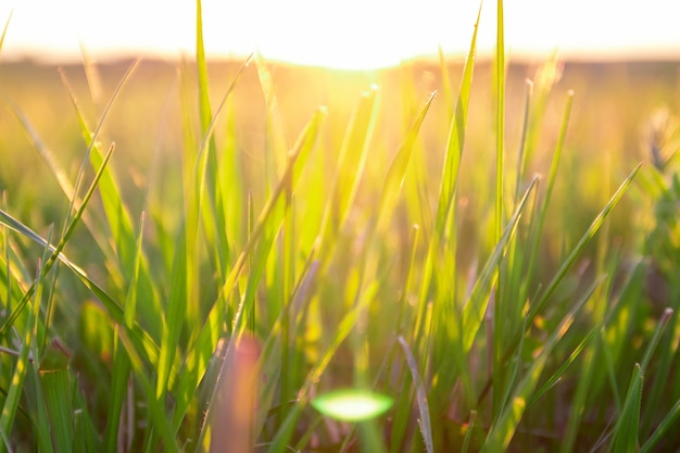 Grama verde com raio de sol no pôr do sol e foco suave.