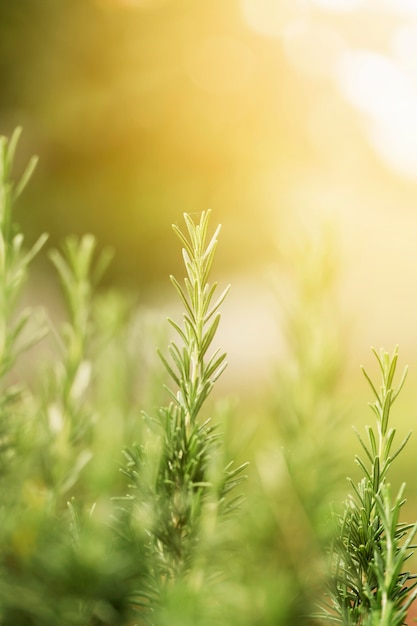 Foto grama verde com raios de sol