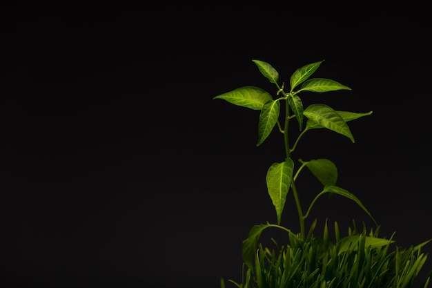 Grama verde com uma planta em crescimento com fundo escuro como um símbolo de cultivo no campo