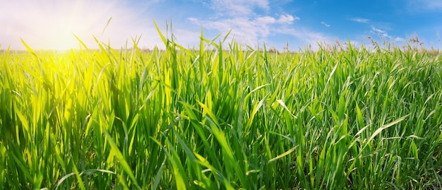 Grama verde contra o céu azul com sol forte