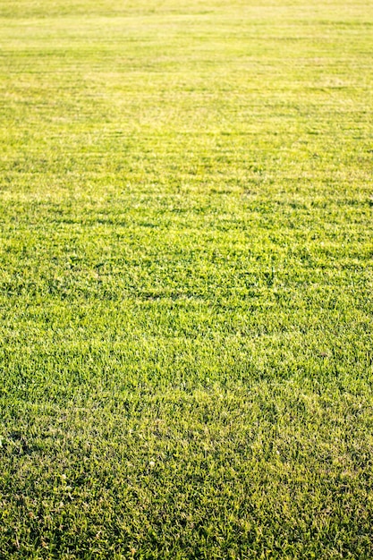 Grama verde cortada em campo de golfe