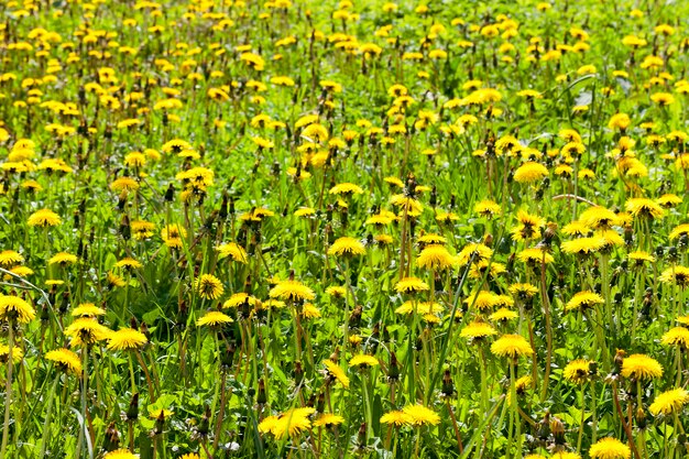 Grama verde crescendo em um campo agrícola