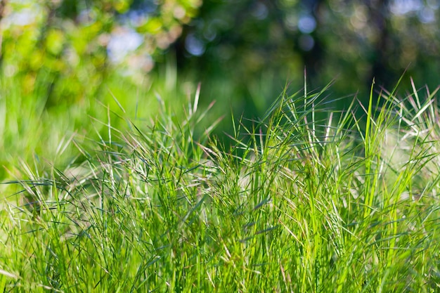 Grama verde da primavera no jardim no gramado