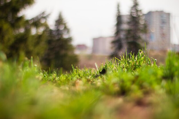 Grama verde da primeira primavera na cidade com árvores ao fundo