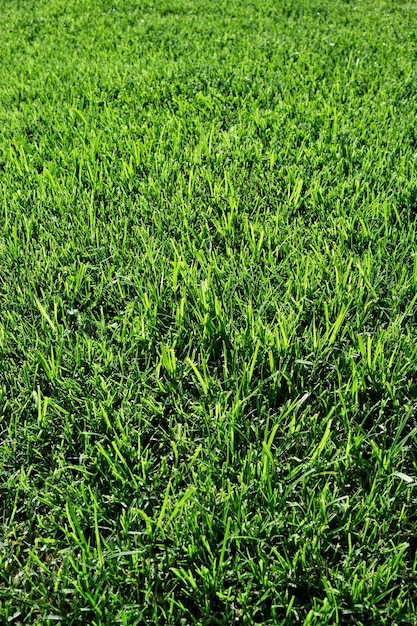 Grama verde da província de Itália Sicília Ragusa em um jardim