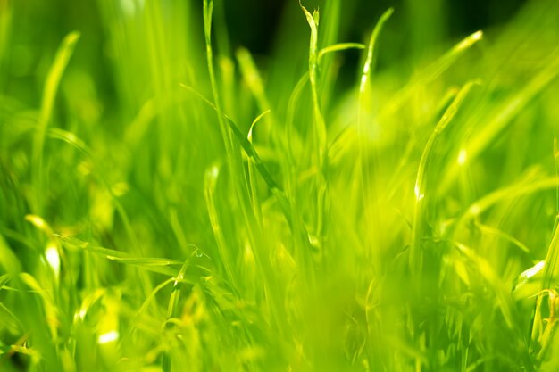 Grama verde de Freash, foto de fundo do verão da natureza