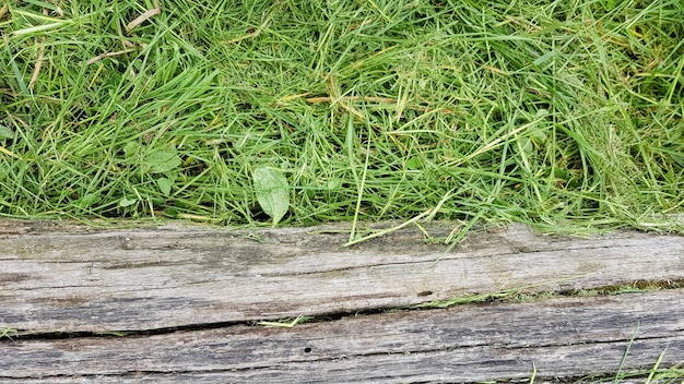 Grama verde de nome de usuário antigo. Seque o velho tronco nas mentiras da grama.