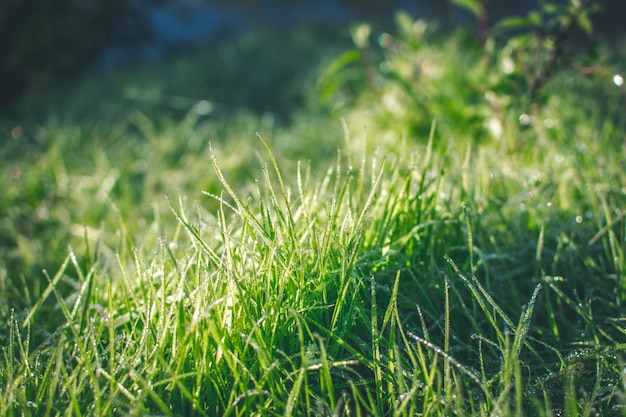 Grama verde de verão com orvalho no sol