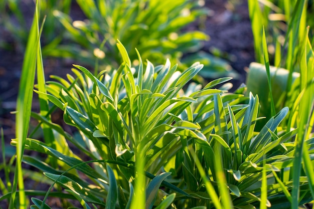 Grama verde de verão fechada em um campo ou prado