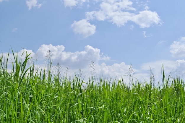 Grama verde e céu azul