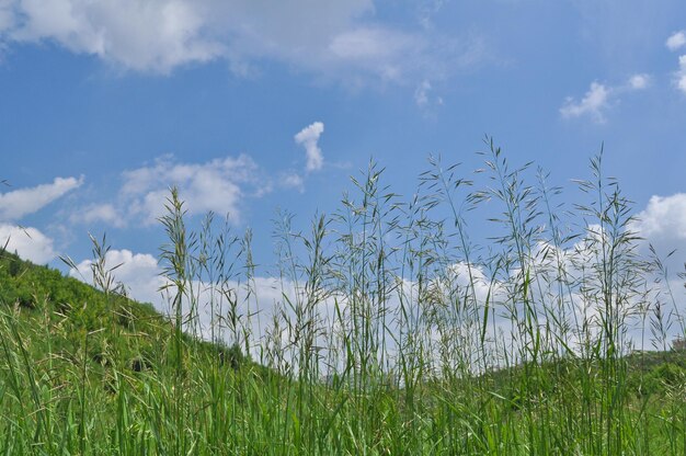 Grama verde e céu azul