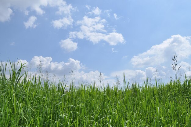 Grama verde e céu azul