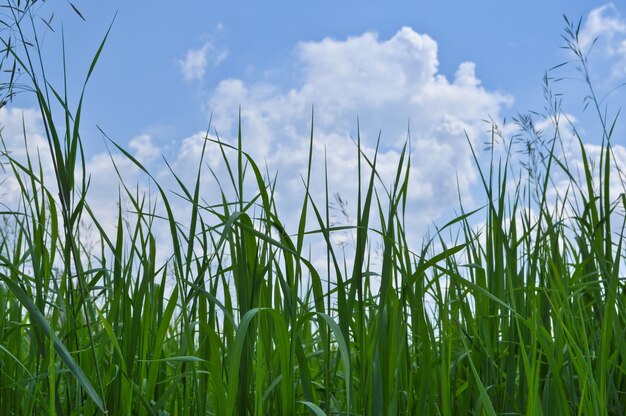 Grama verde e céu azul