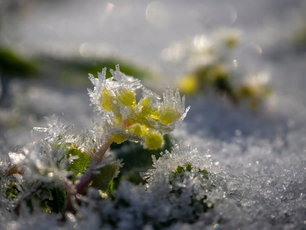 Grama verde e flores cobertas de geada na neve em um dia ensolarado