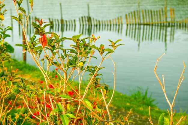 Grama verde e lago de água